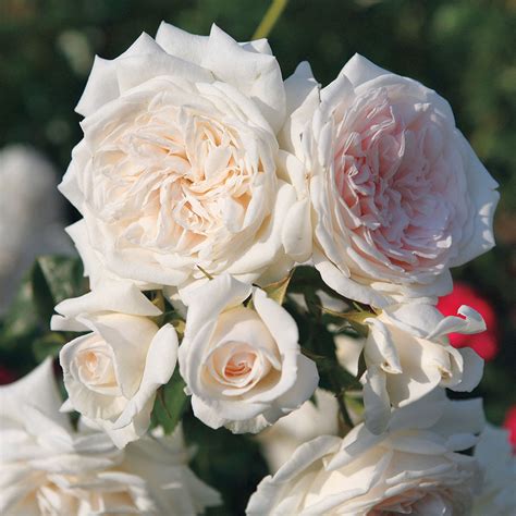 heirloom climbing roses|established climbing roses for sale.